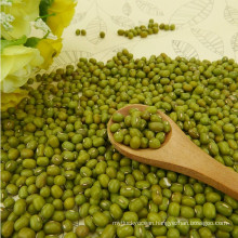 Organic non-GMO green mung beans for sprouting